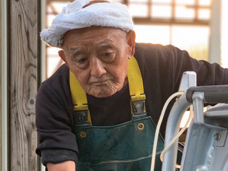 Wholesale supply of Japanese koi for importers and dealers