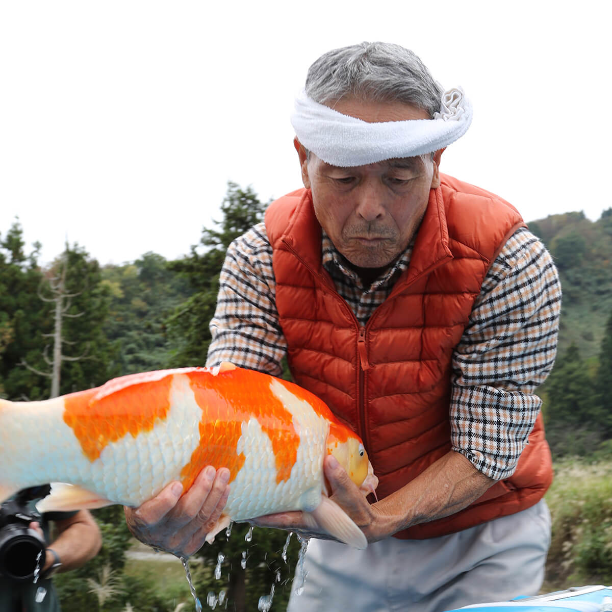 Premium Japanese koi available through Ornafish