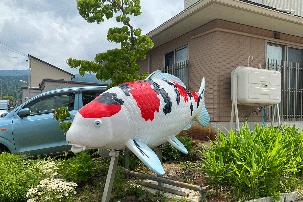 Marudo Koi breeder at Niigata farm
