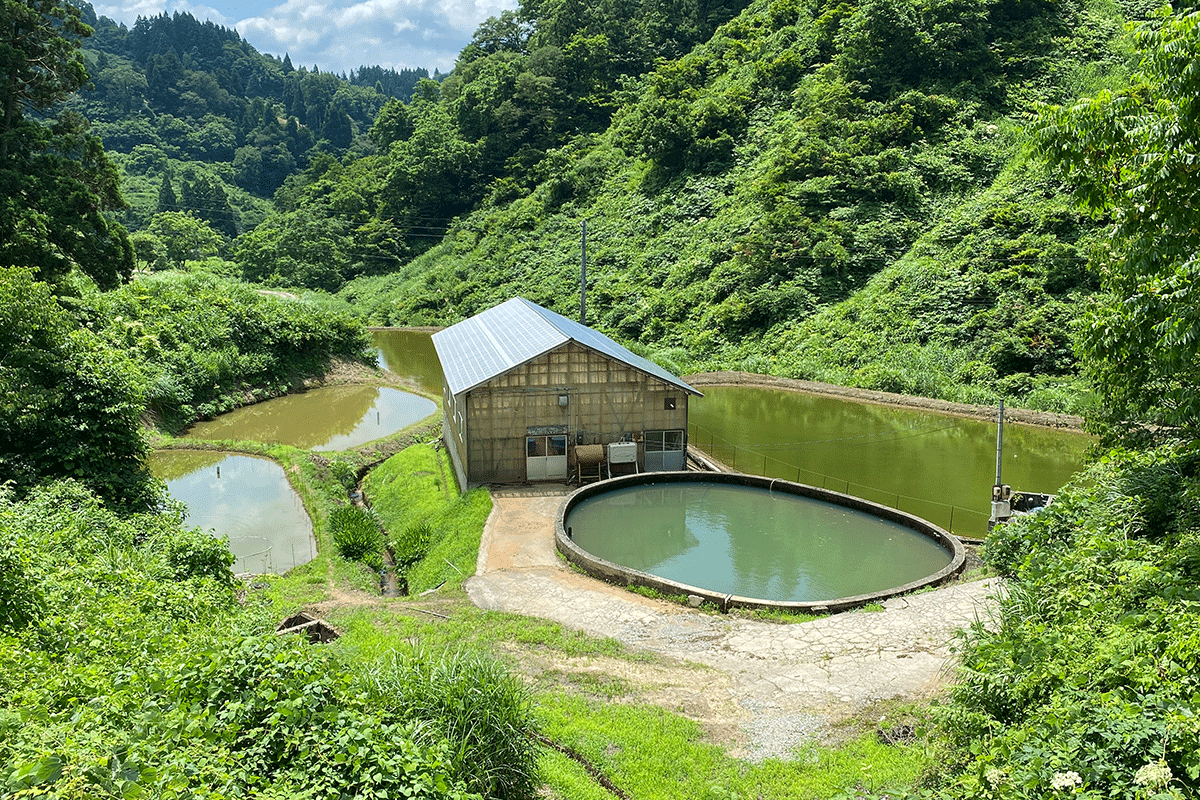 Marusaka Japanese Koi farm in Niigata