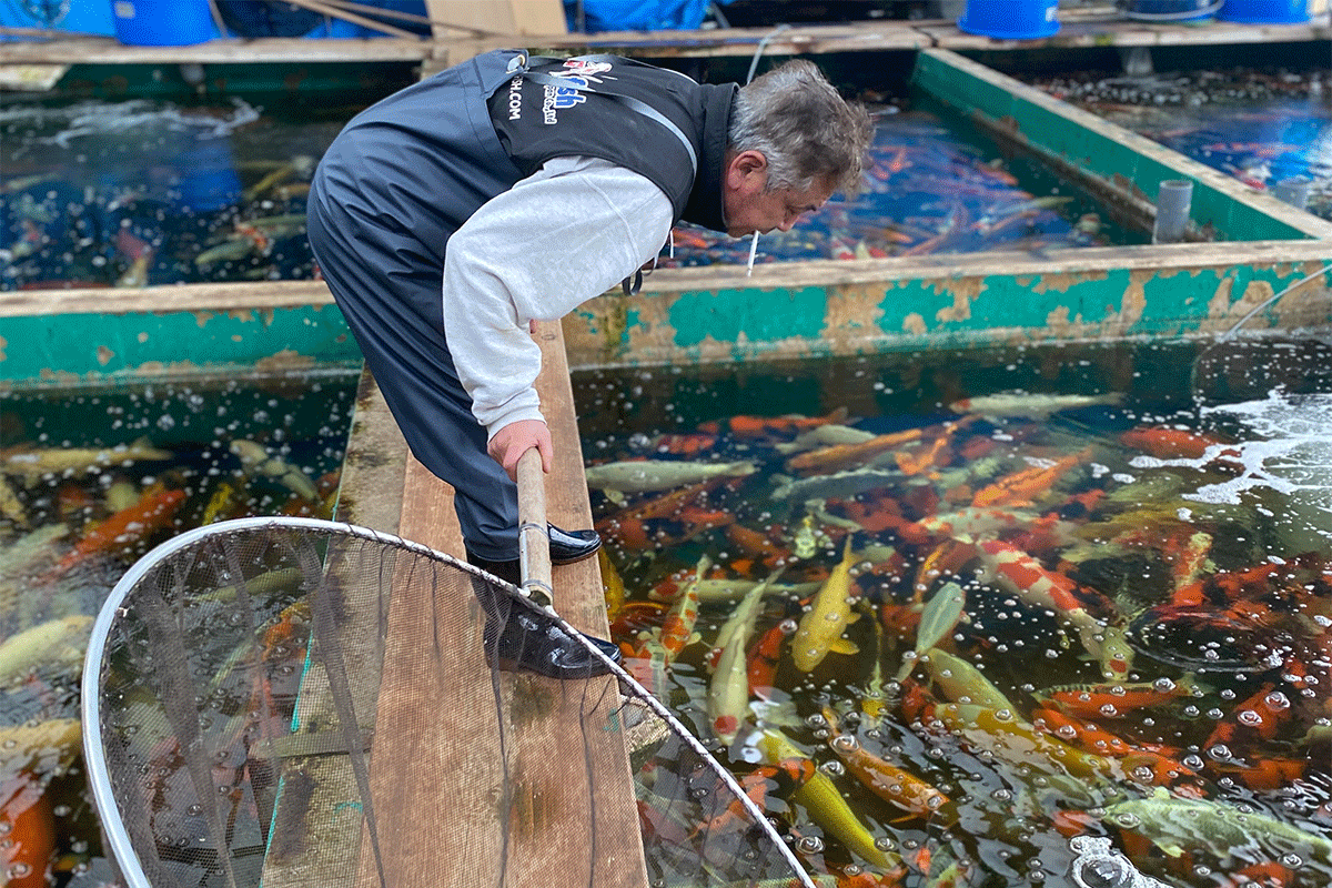 Niigata koi breeder catching koi carp with net