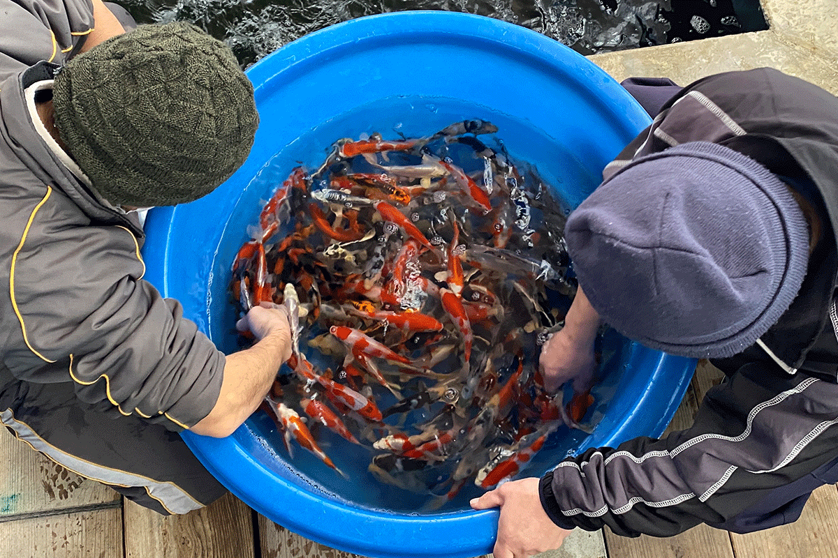 Japanese koi for sale being selected in Niigata