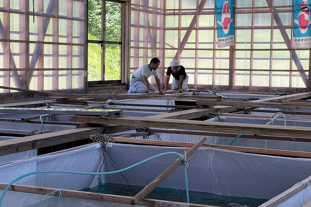 Ojiya Japan, the heart of Koi breeding