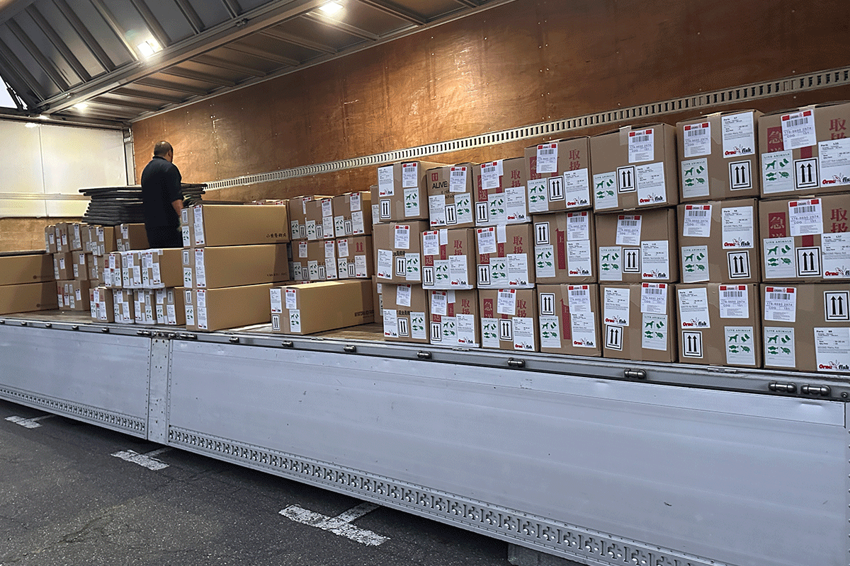 Ornafish koi export shipment boxes