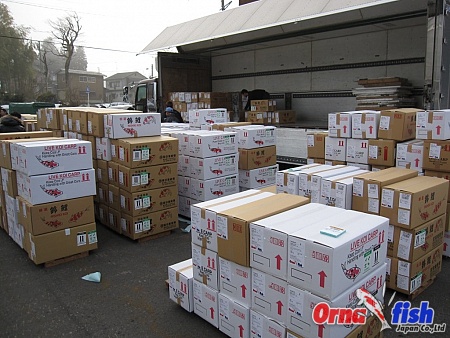 Shipping of Koi