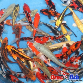 Small Nisai All Mix many varieties 