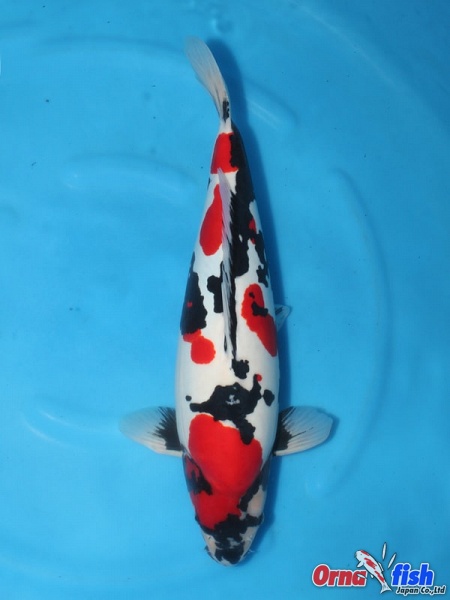 Ornafish Koi